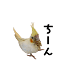 オカメインコのオルちゃん（個別スタンプ：33）