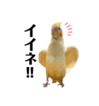 オカメインコのオルちゃん（個別スタンプ：34）