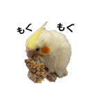 オカメインコのオルちゃん（個別スタンプ：36）