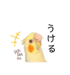 オカメインコのオルちゃん（個別スタンプ：40）