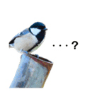 野鳥と日常（個別スタンプ：1）