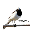 野鳥と日常（個別スタンプ：3）