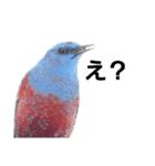 野鳥と日常（個別スタンプ：4）