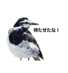 野鳥と日常（個別スタンプ：5）