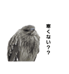 野鳥と日常（個別スタンプ：6）