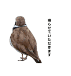 野鳥と日常（個別スタンプ：7）