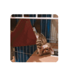 ルナノアワールド（個別スタンプ：1）