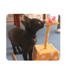 ルナノアワールド（個別スタンプ：12）