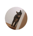 ルナノアワールド（個別スタンプ：17）