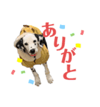 フィリくんのスタンプ（個別スタンプ：4）