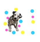 フィリくんのスタンプ（個別スタンプ：8）