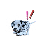 フィリくんのスタンプ（個別スタンプ：9）