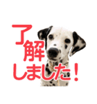フィリくんのスタンプ（個別スタンプ：12）