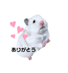 はむすたー大福くんの日常（個別スタンプ：8）