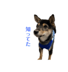 黒柴犬のルークくん  3（個別スタンプ：15）