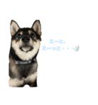 黒柴犬のルークくん  3（個別スタンプ：24）