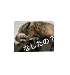 余市boyポンポンさん（個別スタンプ：3）