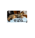 余市boyポンポンさん（個別スタンプ：8）