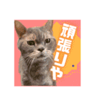 アル中の猫さんとアヒルさん（個別スタンプ：1）