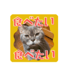 アル中の猫さんとアヒルさん（個別スタンプ：2）