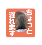 アル中の猫さんとアヒルさん（個別スタンプ：3）