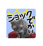 アル中の猫さんとアヒルさん（個別スタンプ：4）