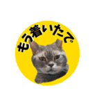 アル中の猫さんとアヒルさん（個別スタンプ：5）