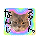 アル中の猫さんとアヒルさん（個別スタンプ：6）