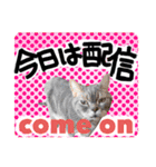 アル中の猫さんとアヒルさん（個別スタンプ：7）