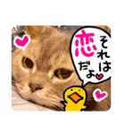 アル中の猫さんとアヒルさん（個別スタンプ：8）