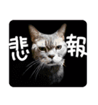 アル中の猫さんとアヒルさん（個別スタンプ：9）
