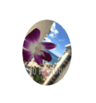 Hawaii Life So Beautiful（個別スタンプ：4）