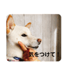 白柴のチロル2（個別スタンプ：2）