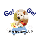 白柴のチロル2（個別スタンプ：4）