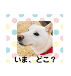 白柴のチロル2（個別スタンプ：5）