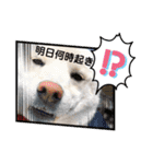 白柴のチロル2（個別スタンプ：6）