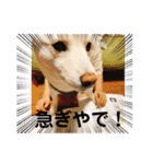 白柴のチロル2（個別スタンプ：7）
