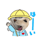 白柴のチロル2（個別スタンプ：11）