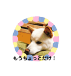 白柴のチロル2（個別スタンプ：13）