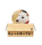 白柴のチロル2（個別スタンプ：18）