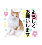 ファニーなニャンズ 2021 可愛いにゃんこ（個別スタンプ：3）
