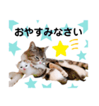 ファニーなニャンズ 2021 可愛いにゃんこ（個別スタンプ：9）