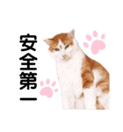 ファニーなニャンズ 2021 可愛いにゃんこ（個別スタンプ：10）