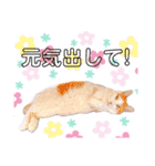 ファニーなニャンズ 2021 可愛いにゃんこ（個別スタンプ：19）