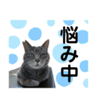 ファニーなニャンズ 2021 可愛いにゃんこ（個別スタンプ：20）