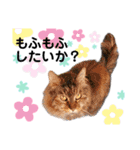 ファニーなニャンズ 2021 可愛いにゃんこ（個別スタンプ：23）