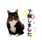 ファニーなニャンズ 2021 可愛いにゃんこ（個別スタンプ：26）