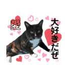 ファニーなニャンズ 2021 可愛いにゃんこ（個別スタンプ：29）