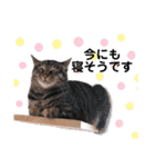 ファニーなニャンズ 2021 可愛いにゃんこ（個別スタンプ：31）