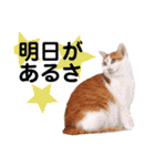 ファニーなニャンズ 2021 可愛いにゃんこ（個別スタンプ：34）